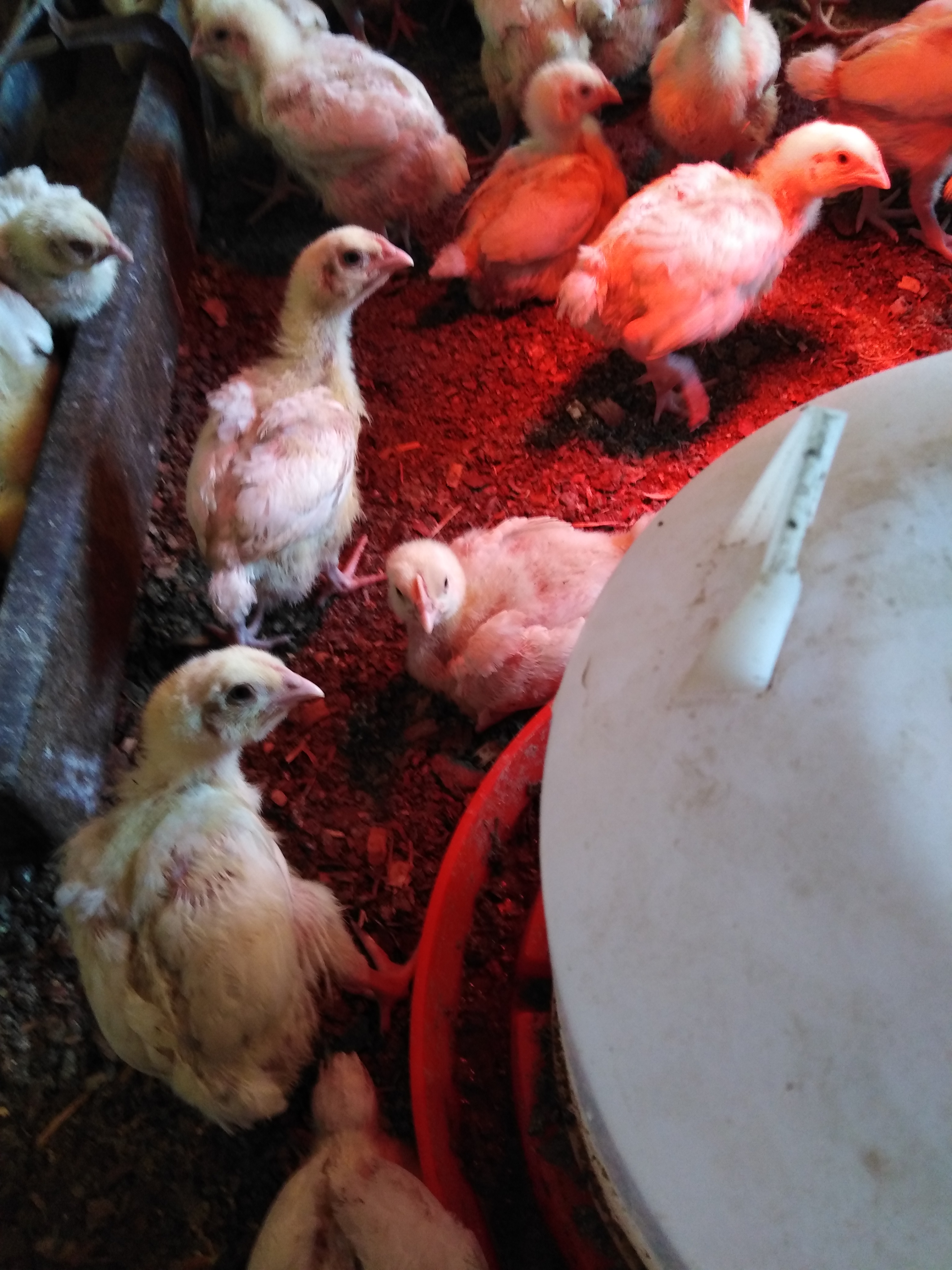 Broilers chicken Farmers Market Kenya