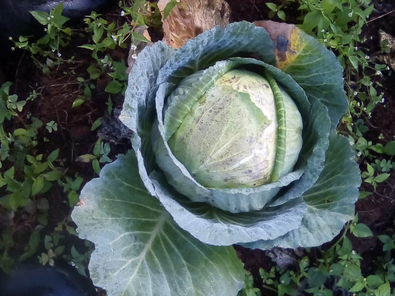Fresh cabbage for sale Farmers Market Kenya