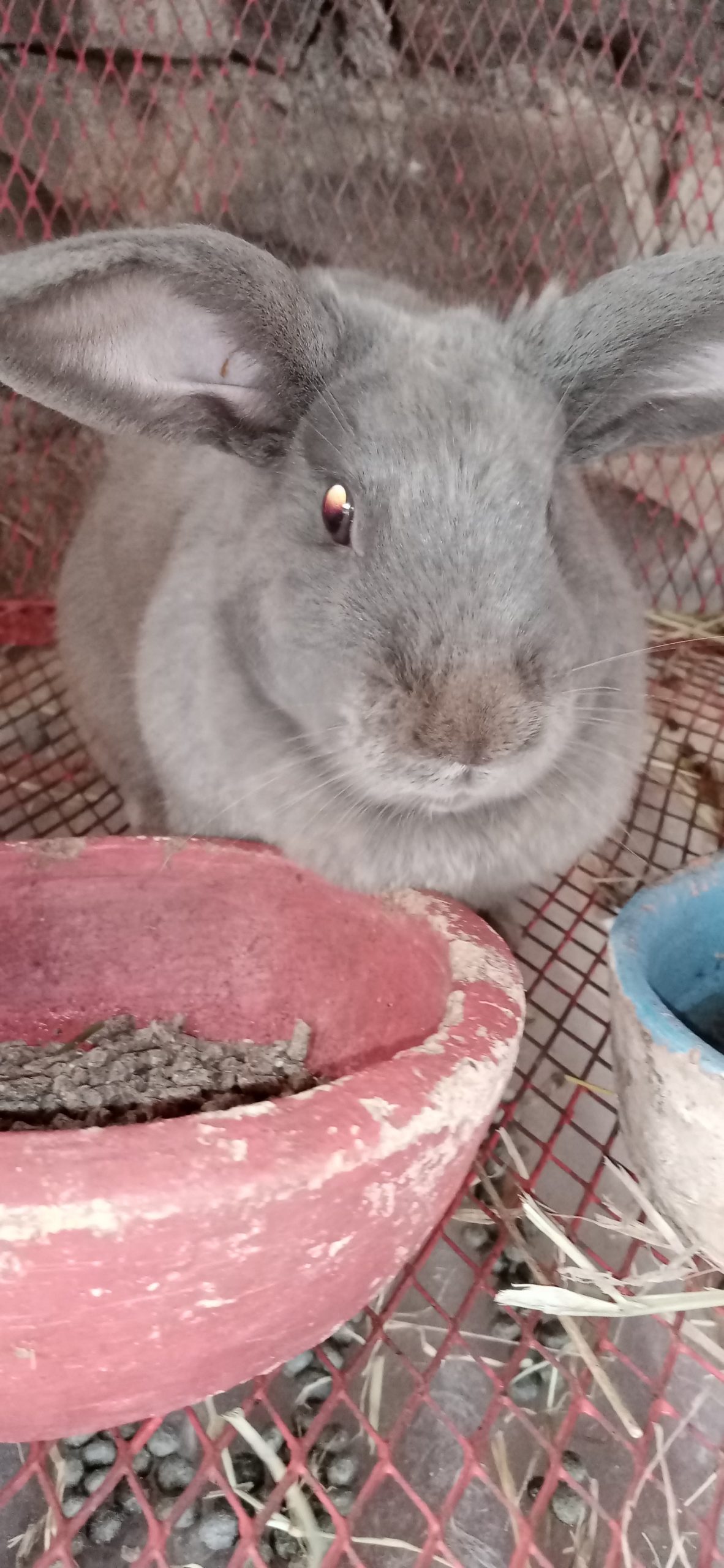 Hybrid Rabbits Farmers Market Kenya