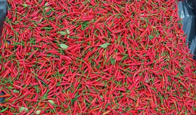 Red African Bird Eye Chili