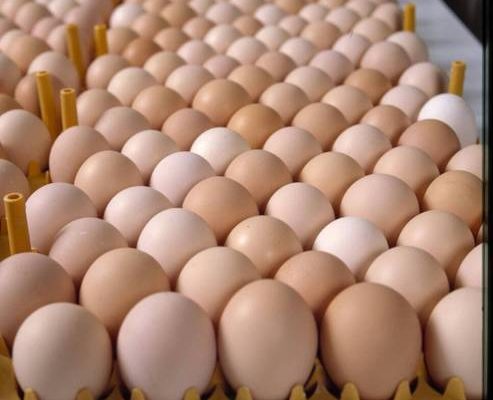 Egg Market