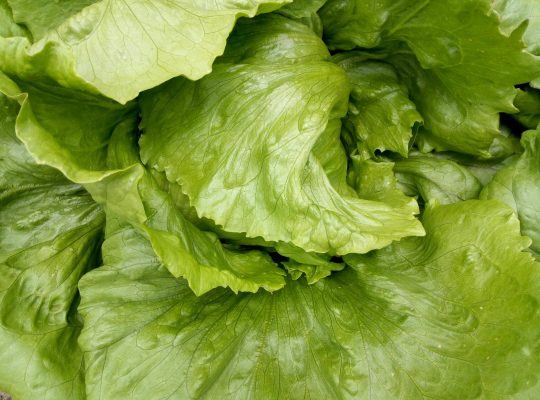 Selling lettuce