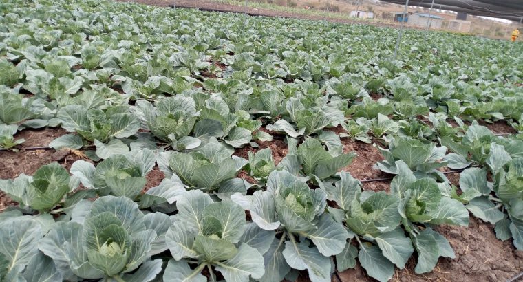Selling Cabbages, to be ready  in the next one month.