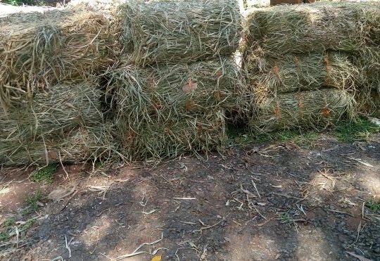 Hay production