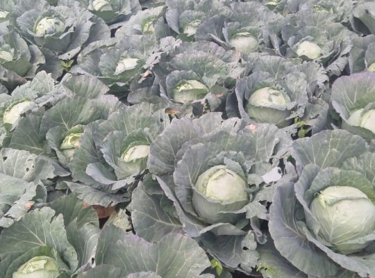 FRESH CABBAGES FROM THE FARM!!