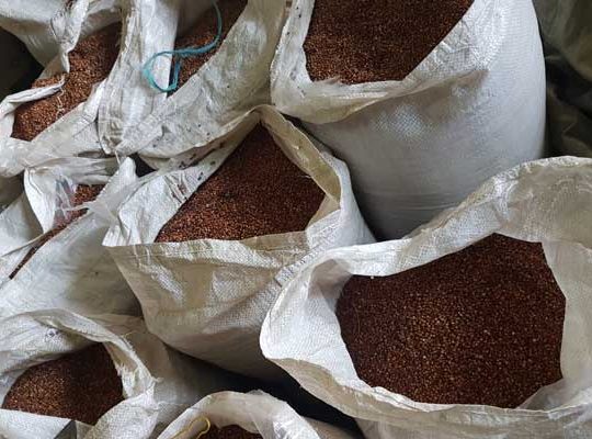 Sorghum for sale