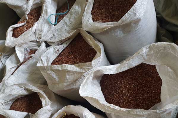 Sorghum for sale