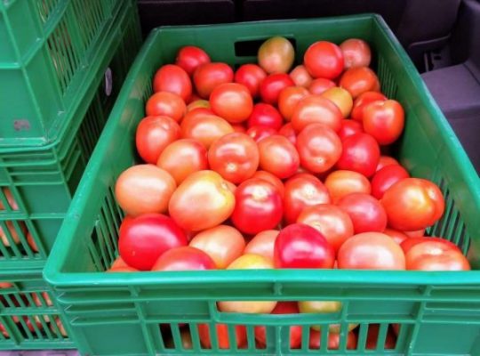Anna F1 tomatoes