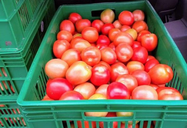 Anna F1 tomatoes