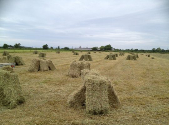 SMALL SQUARE HAY FOR SALE