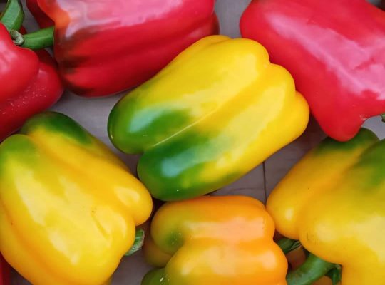 Red and Yellow Capsicum