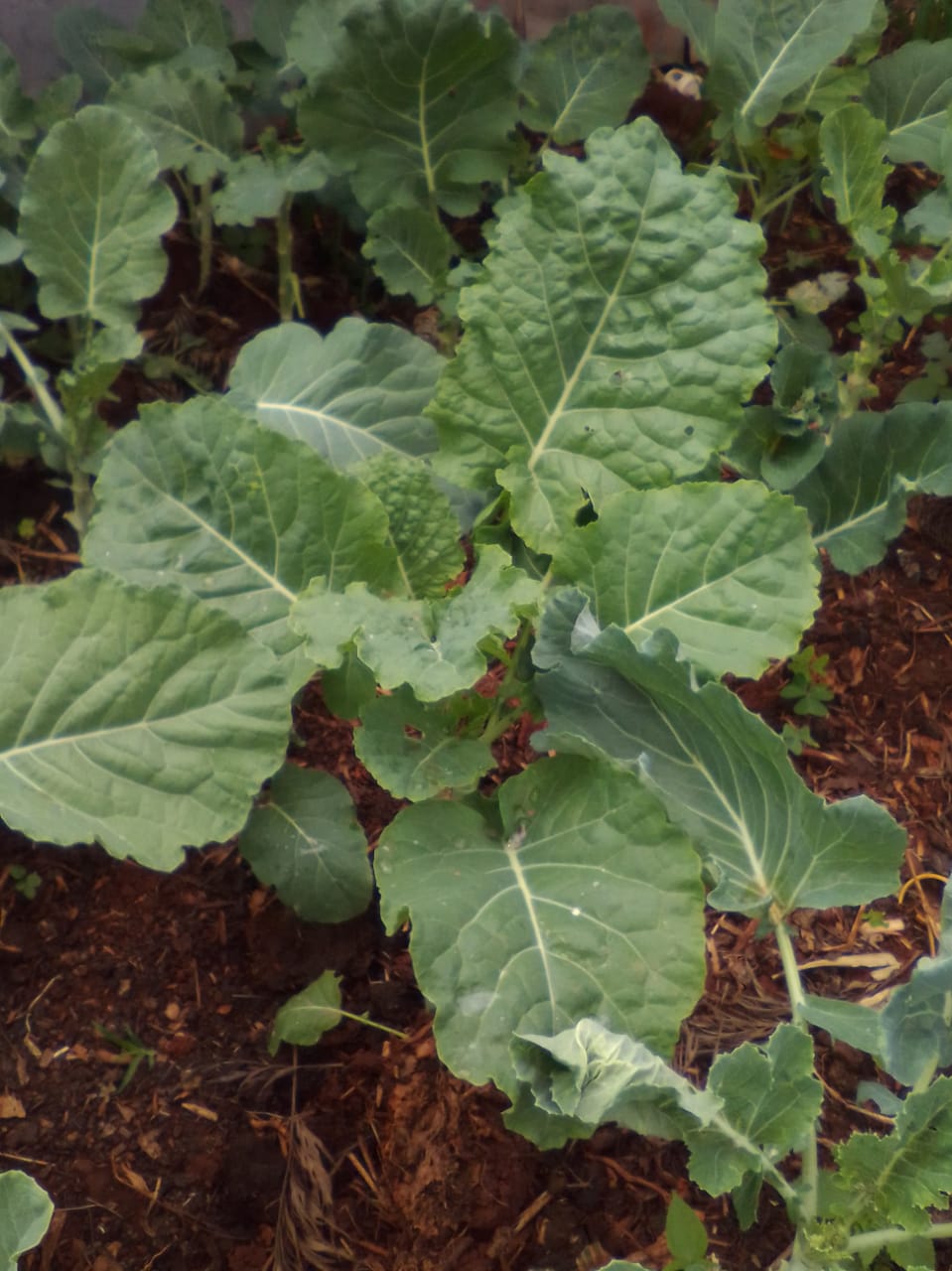 vegetables-farmers-market-kenya
