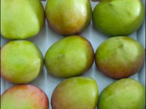 Apple Export Mangoes