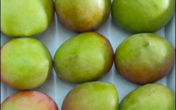 Apple Export Mangoes