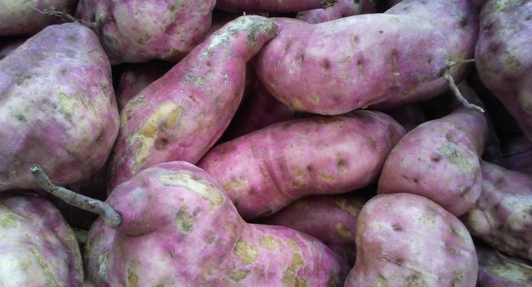 Premium Orange fleshed sweet Potatoes – Farmers Market Kenya