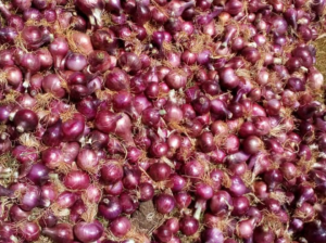 Onions 500kgs available
