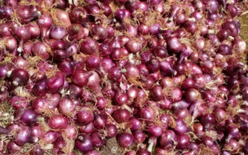 Onions 500kgs available