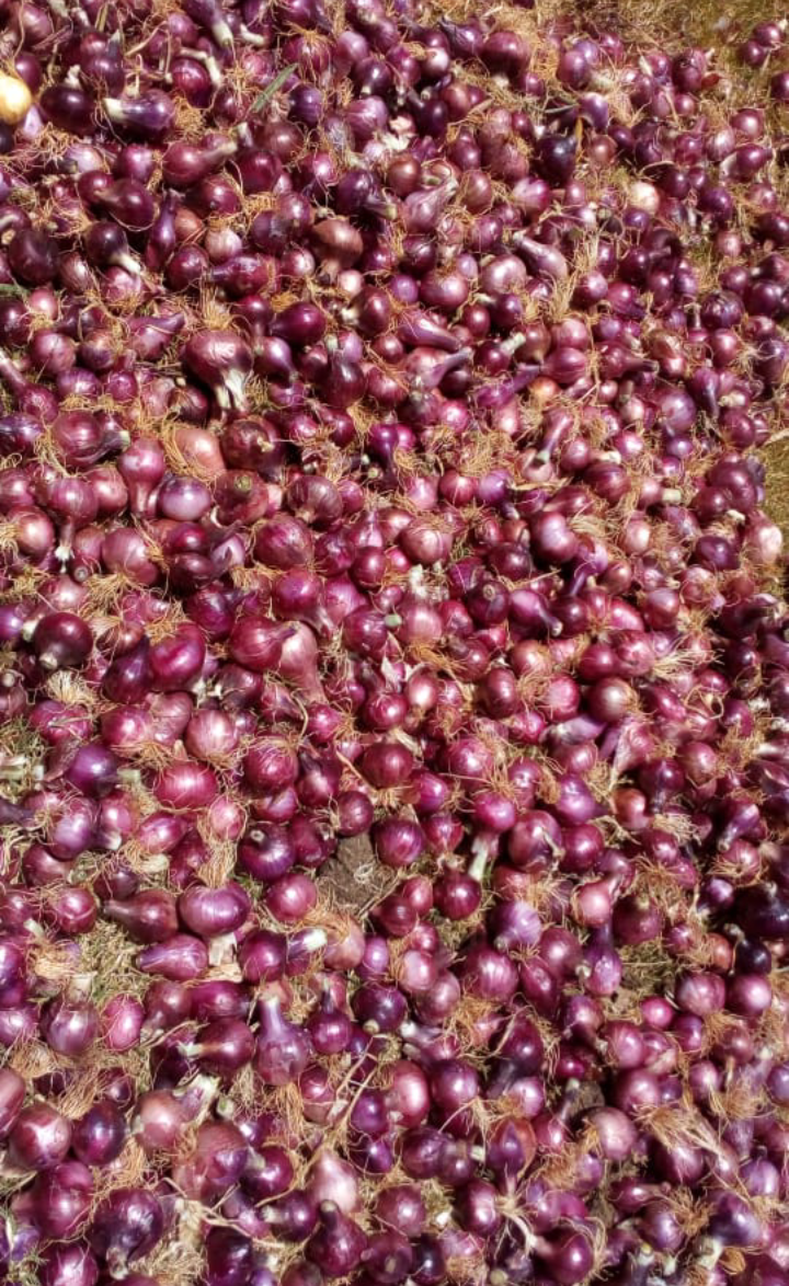 Onions 500kgs available Farmers Market Kenya