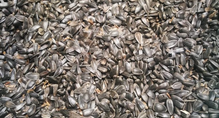 Sunflower Seeds