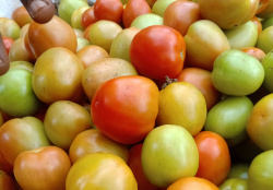 Farm tomatoes