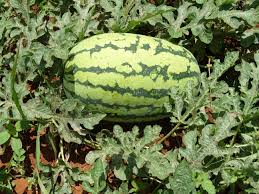 Watermelon F1 Sukari