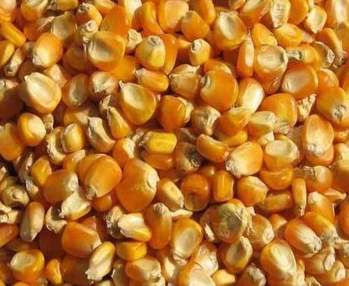 Yellow Maize Grade¹ For Silage