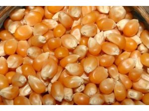 Yellow Maize Grade¹ For Silage