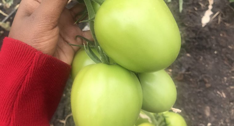 Fresh Tomatoes for sale. Grade 1,Big sizes