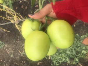 Fresh Tomatoes for sale. Grade 1,Big sizes