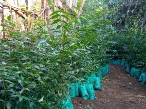 Mwarobaini/ Neem plant seedlings