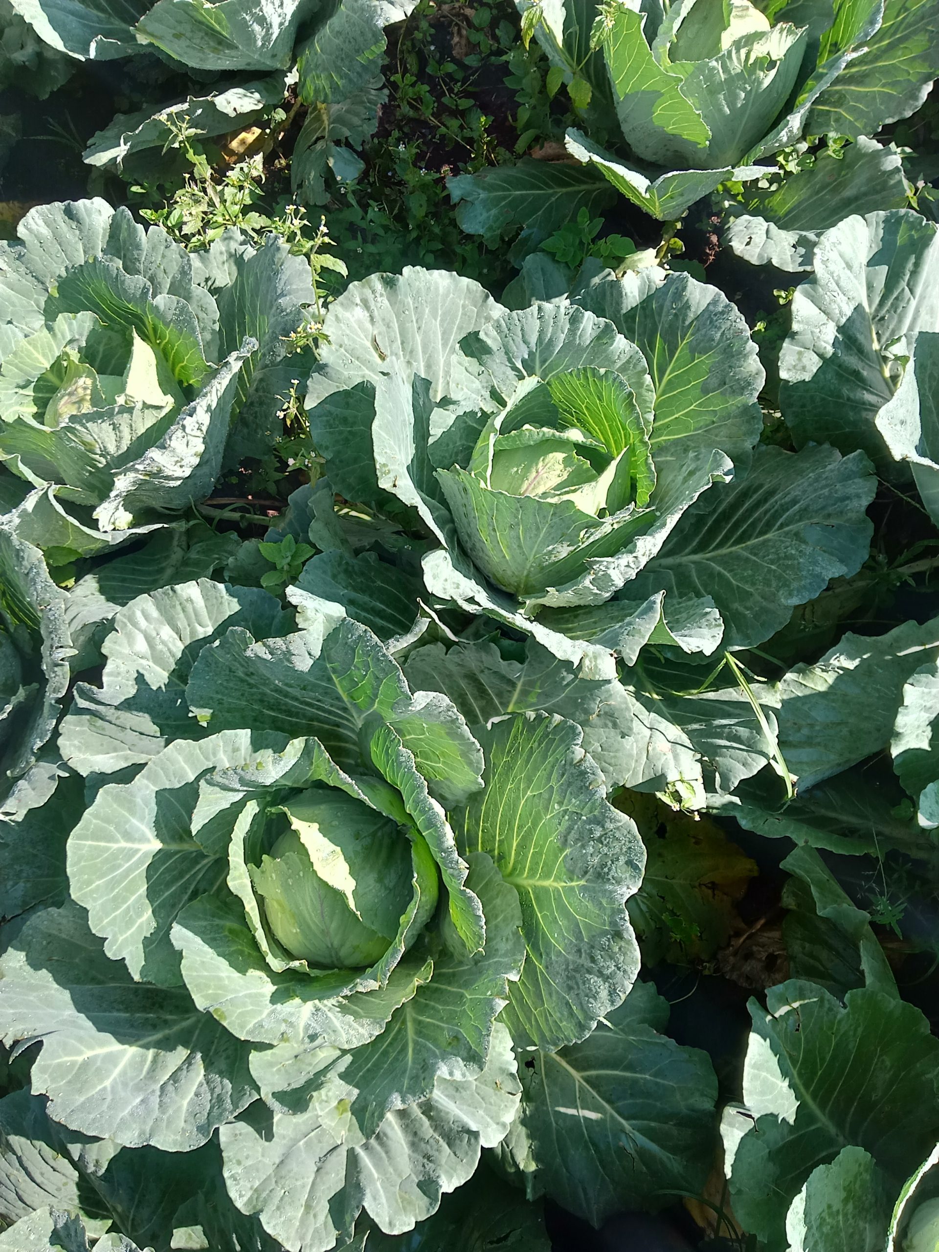 Wholesale Cabbages Farmers Market Kenya