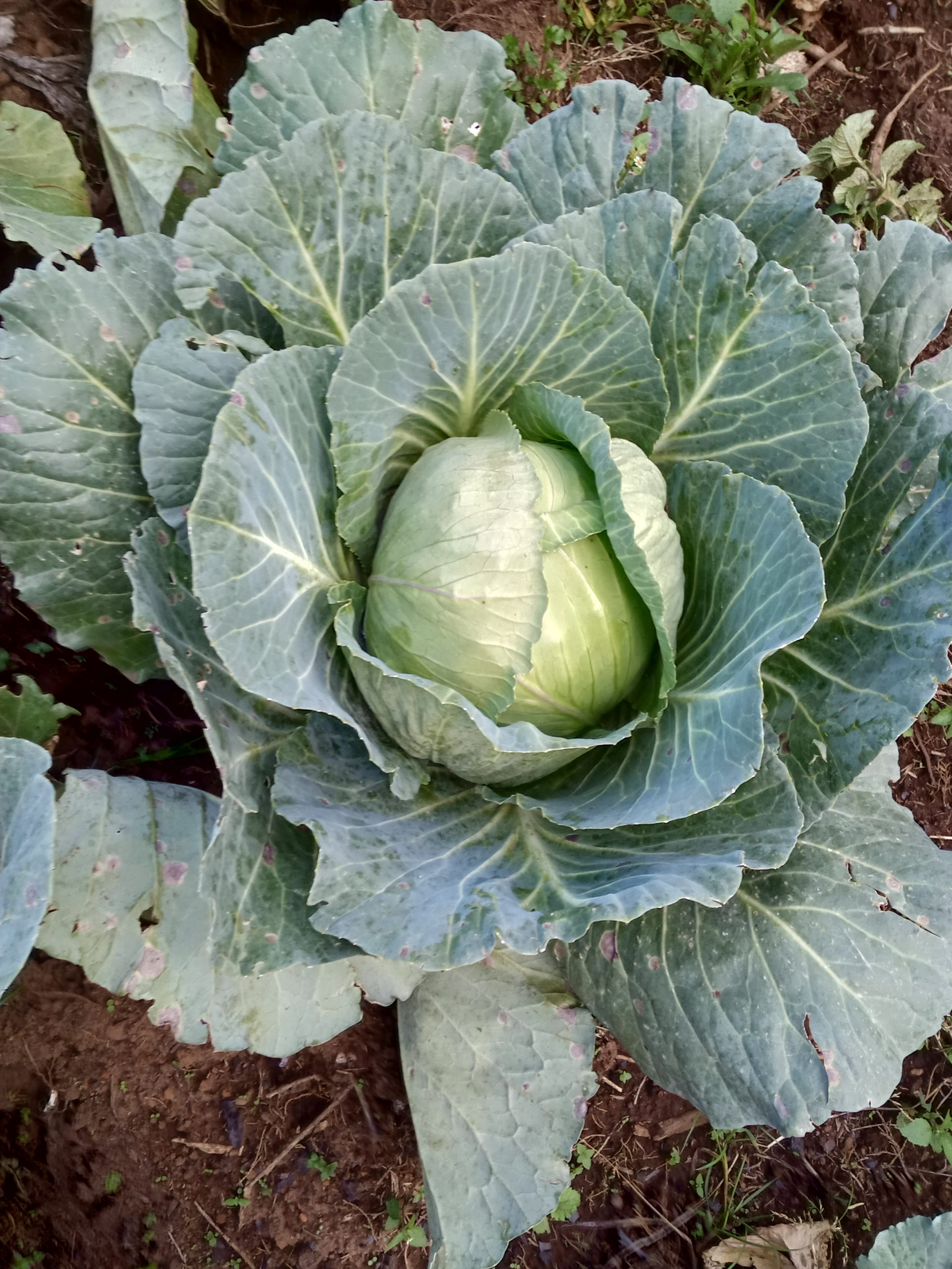Wholesale Cabbages Farmers Market Kenya