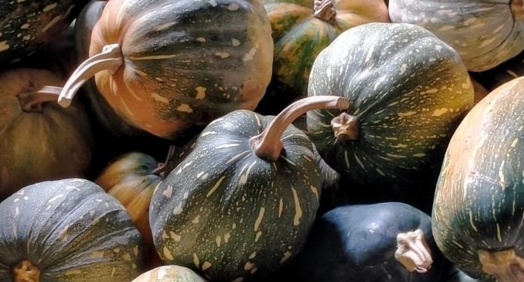 Israel giant pumpkins