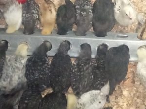 improved kienyeji chicks