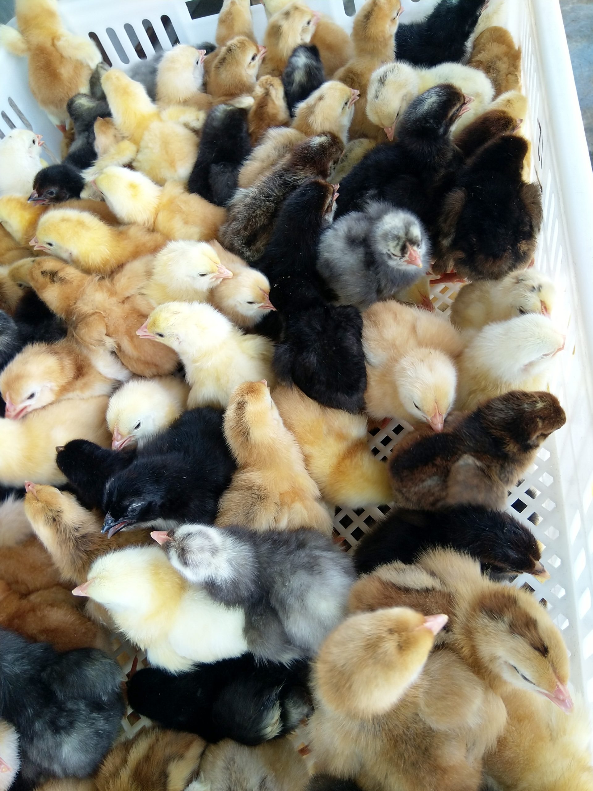 Kuroiler chicks Farmers Market Kenya