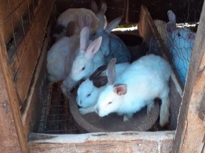 Rabbits for sale kirinyaga