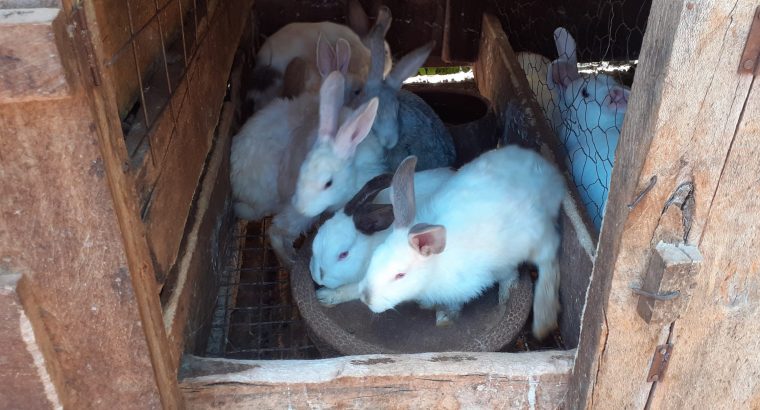 Rabbits for sale kirinyaga
