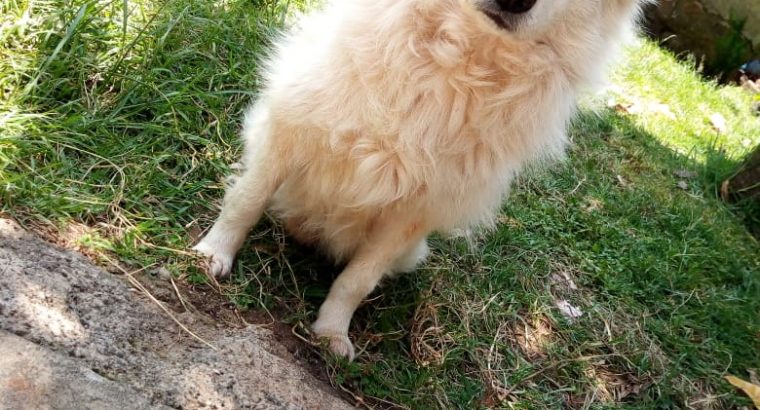 Japanese spitz