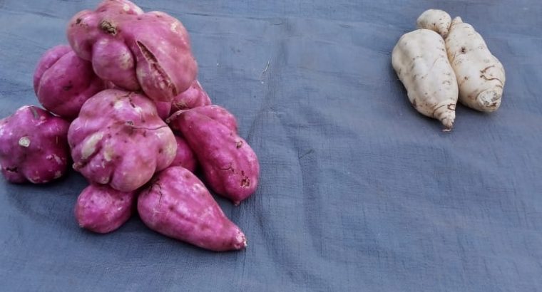 Premium Organic White fleshed sweet Potatoes