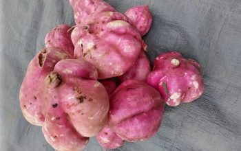 Premium Organic White fleshed sweet Potatoes
