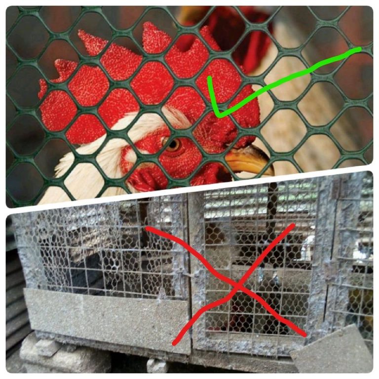 Plastic Poultry Mesh Farmers Market Kenya