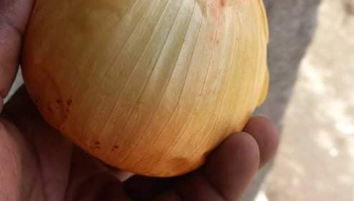 White onions farmer