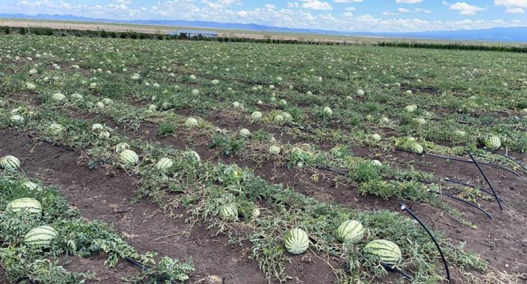 Quality Watermelon – Freshly Harvested