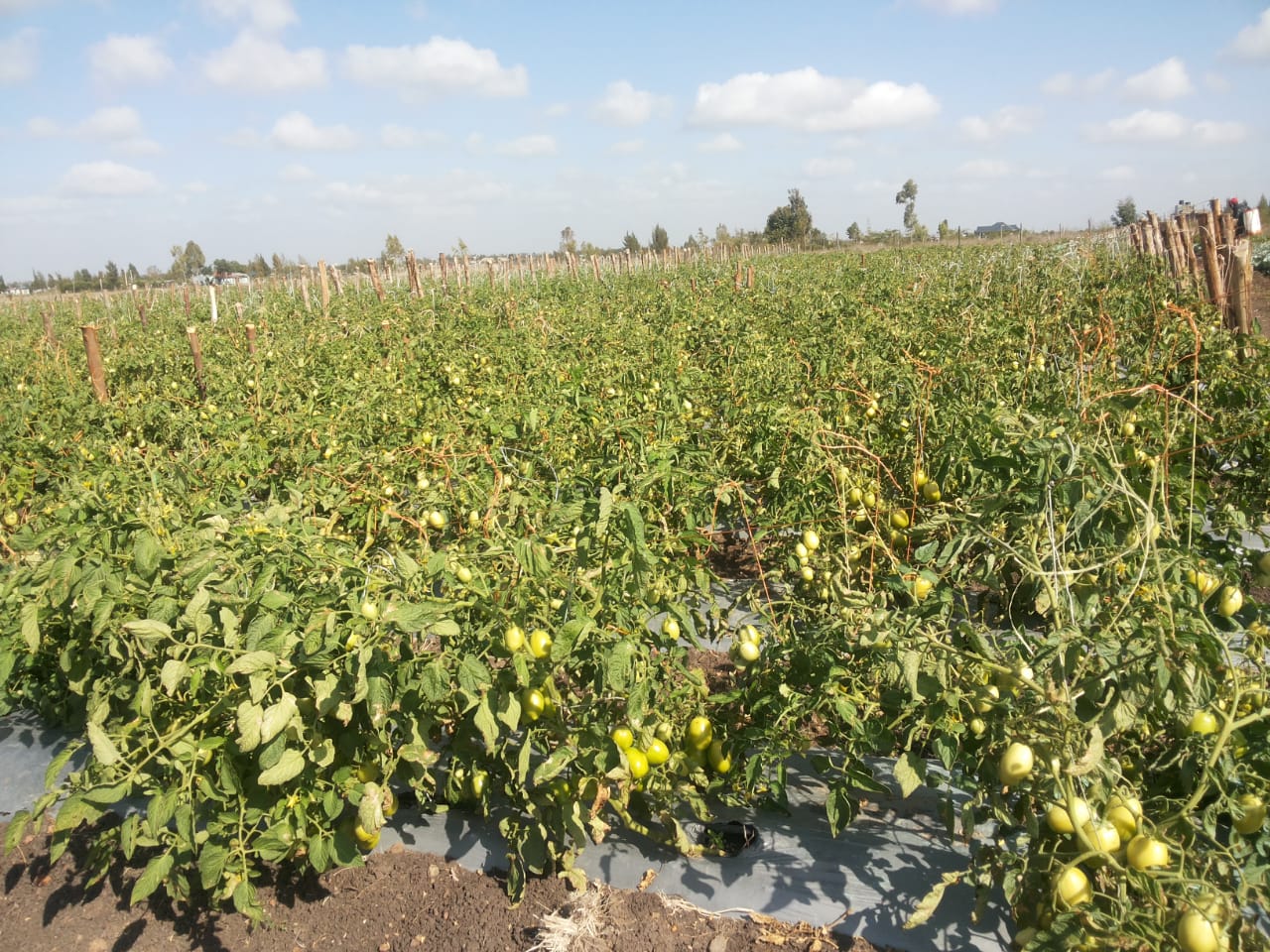 Top 111+ imagen zara kenya fr.thptnganamst.edu.vn