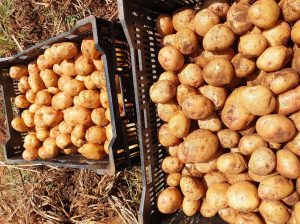 We are selling potatoes,