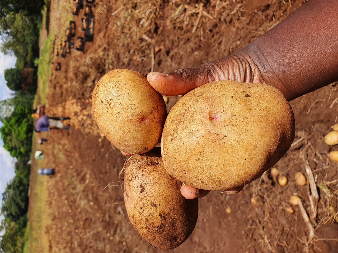 We are selling potatoes, Farmers Market Kenya