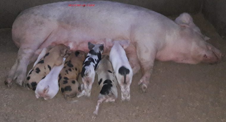 2 month old piglets