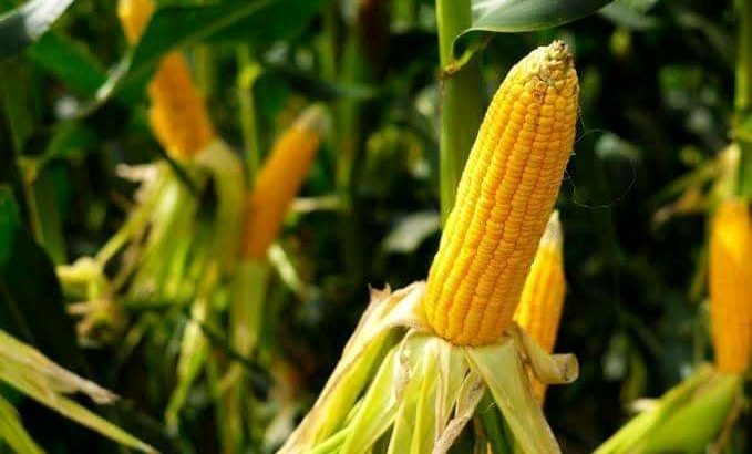 Golden Sweet Corns Seeds for Silage and Human use