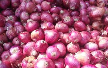 Bulb onions