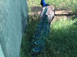 Mature peacock pair for sale